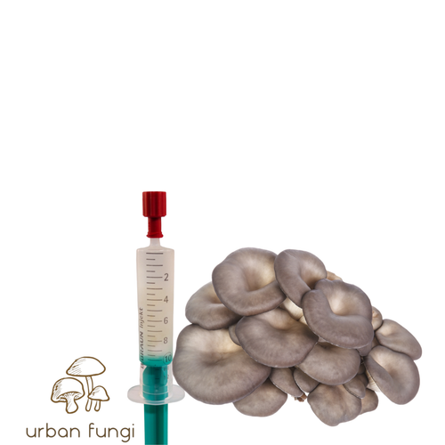 Hongo de cultivo líquido Pearl Oyster Pleurotus Ostreatus + instrucciones - Imagen 2 de 2