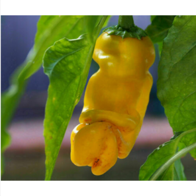 PETER PEPPER YELLOW chilli (penis shape), 25 seeds + FREE GIFT | eBay