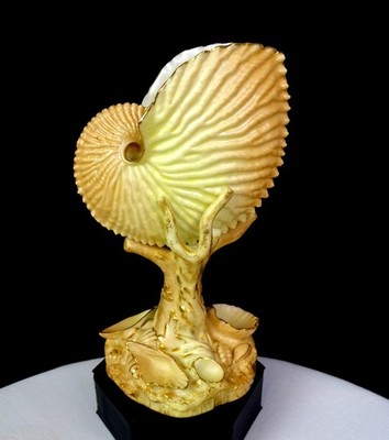 Royal Worcester Porcelain Blush Ivory Gilded 7'' Antique Nautilus Shell Vase 1895