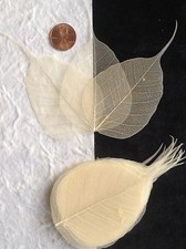25 Natural leaf Po Pho Bo Banyan Skeleton Leaves Cards Candlemaking Soap Small