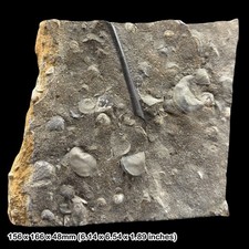 RARE Rhamphorhynchus Pterosaur Limb Bone Fossil Jurassic Kimmeridge Clay UK