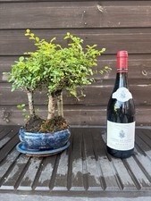 Bonsai Tree's Grey Bark Chinese Elm Grouping x 3 - 12 Yrs with Pot & Plate