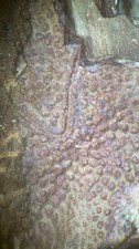 Devonian Placoderm Armor Plate Fossil in Matrix Catskill Formation PA C5