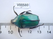 V00580. Insects, Beetles, Cetoniidae sp. North Vietnam, Ha Giang