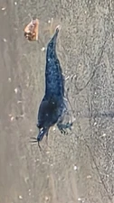 50+2  Blue Dream Shrimp Neocaridina Shrimp