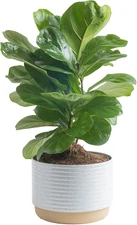 Little Fiddle Leaf Fig Live Indoor Plant Fresh from Farm 12-Inches Tall White-Na