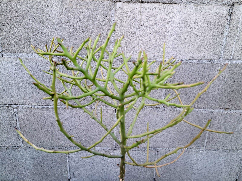Euphorbia Briar Patch Tree Plant Hybrid Tirucalli x Stenoclada 25