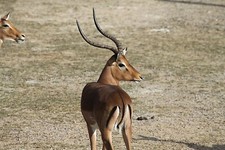 Impala Taxidermy Reference Photo Cd