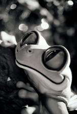 Kodak 5222 35mm Film 36exp DoubleXX