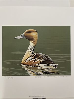 Ducks Unlimited Burton E Moore print stamp 1986 hunting waterfowl fulvious Male