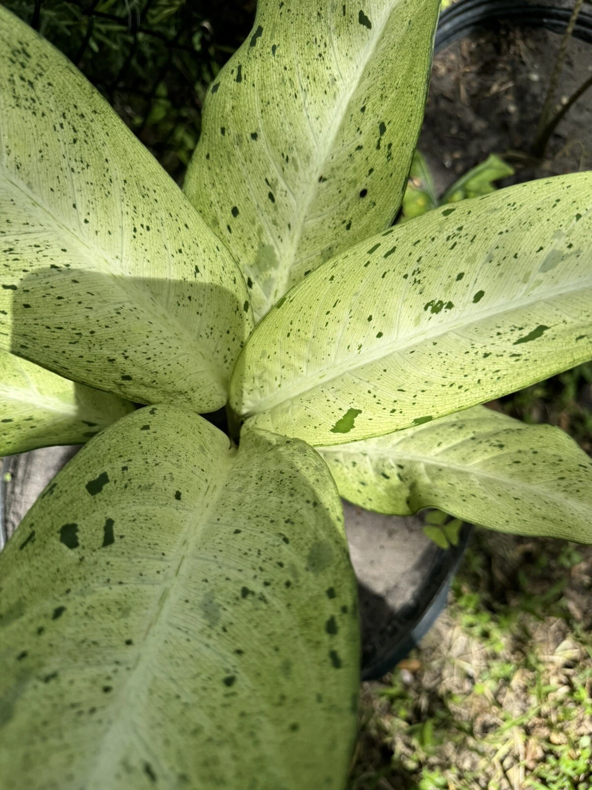 Dieffenbachia 'Camouflage Plant