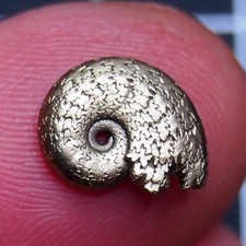 12 mm Ammonite Pyrite Aveyron Jurassic Dino Fossil France lot Golden 2774