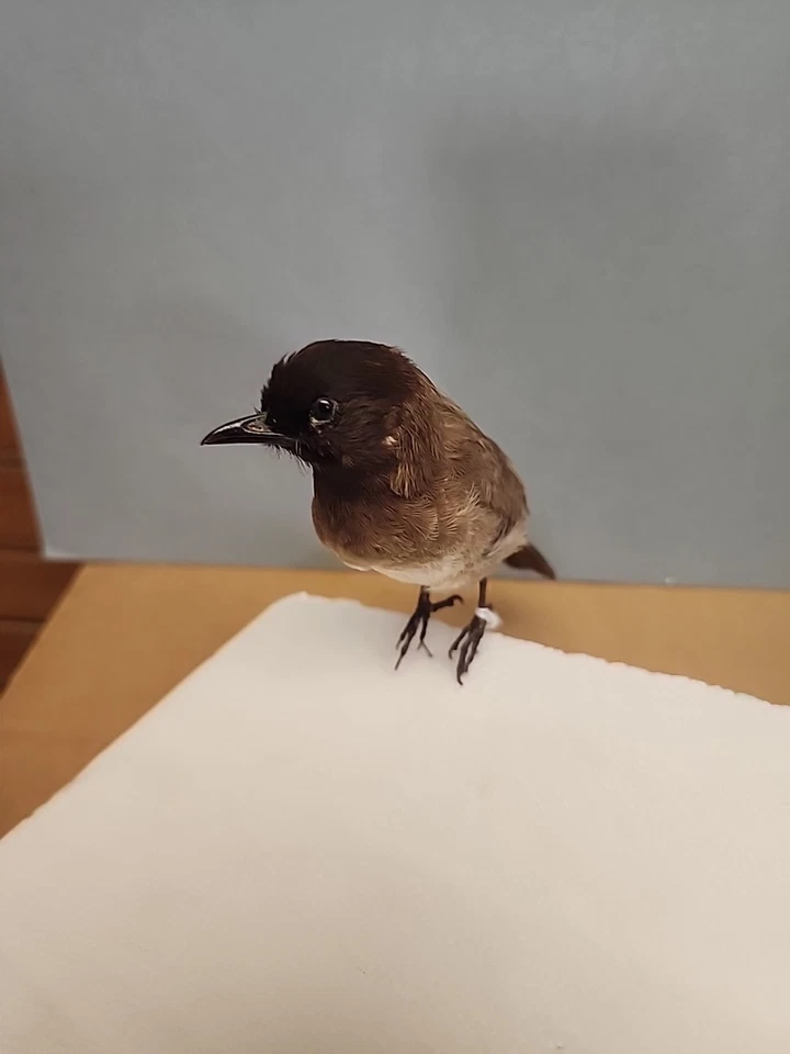 JBH30 Pluma Elevada Bombilla Común Montaje Pájaro Taxidermia Foto 2 de 4