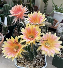 Utopian Dream Echinopsis Hybrids Rooted Plants Cactus Succulent