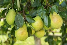 1 Birnenbaum kräftig gewachsen im großen Topf 80cm Zwerg obst Obstbaum