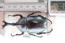 i73484. Insects, Dynastidae: Allomyrina dichotomus. Vietnam, Nghe An. 70mm?