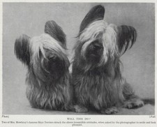 Skye Terrier "Duo" - 1934 Vintage Dog Art "Photo" Print - CUSTOM MATTED