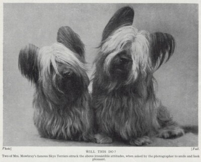 Skye Terrier ''Duo'' - 1934 Vintage Dog Art ''Photo'' Print - CUSTOM MATTED