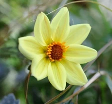 1 - Single Flowered Dahlia TOURNESOL Bulb Tuber Clump  * Very Large 6" + Blooms