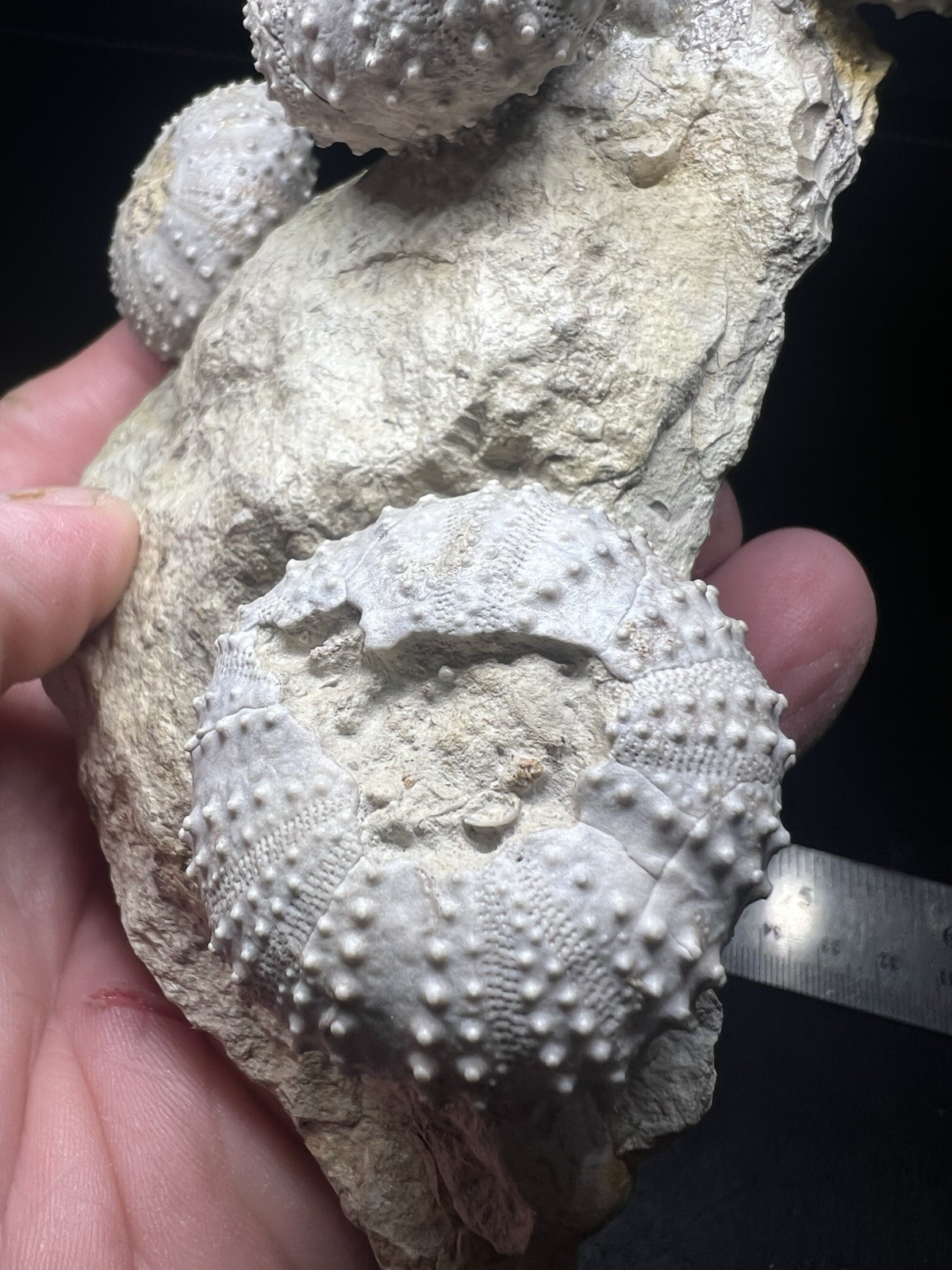 5 Rare Fossil Cretaceous Sea Urchins In Matrix Bell Co Texas Wolf Fam Col