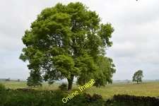 Photo 6x4 Trees beside Long Rake Middleton/SK1963 Summer view of [[14295 c2013