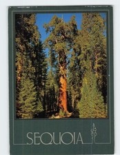 Postcard General Sherman Tree Sequoia National Park California USA