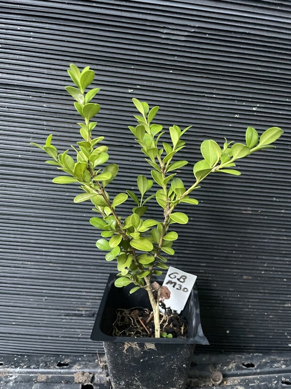 Green Beauty Boxwood