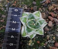  Rara pianta cactus agave filifera "Pinky" variegata WYSIWYG decorazione boutique