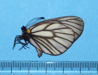 Aporia genestieri insularis Male Taichun Taiwan