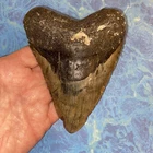 MEGALODON SHARK TOOTH 5.04”  HUGE TEETH MEG SCUBA DIVER DIRECT FOSSIL NC 1503