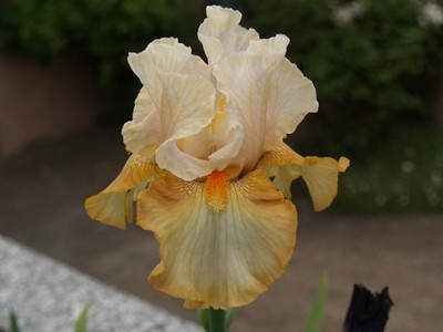 Schwertlilie / Iris '' I seek You  ''