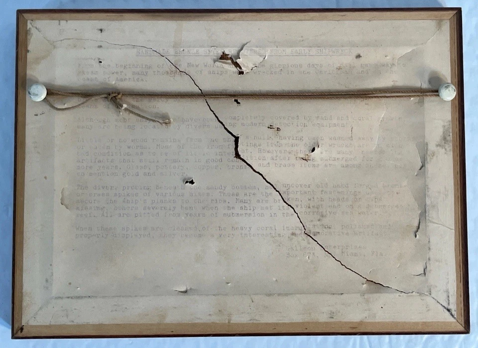 Artefacto de naufragio de barco galeón español flota 1715 espiga como Mel Fisher Atocha Foto 3 de 4