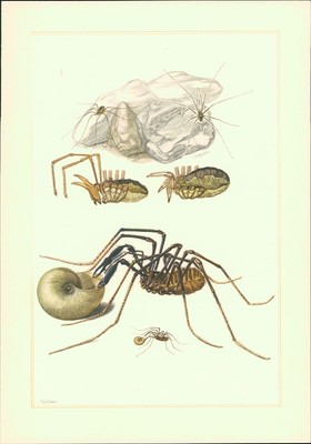 Kunstdruck - Offsetdruck. Spinnentiere. Kanker. Weberknecht (Phalangium opilio (