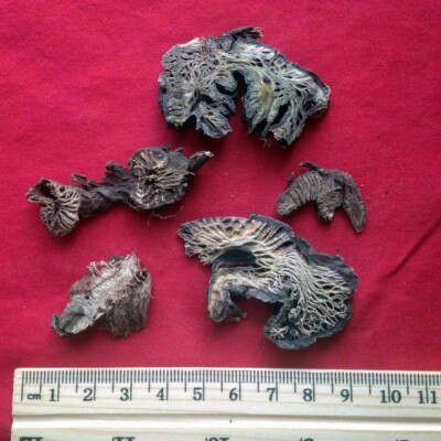 XYP Shengma Sheng Ma  升麻 100Gram