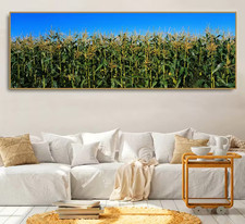 Panoramic View of Green & Golden Corn Stalks Canvas Print Wall Art Home Decor