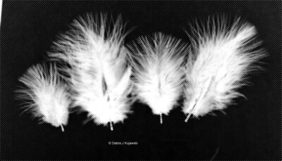 Marabou Feathers Small 1-3'' fluffs WHITE 7 grams approx. 105 per bag