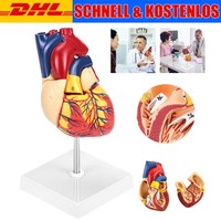Herzmodell Heart Model Professionelles Anatomisches Modell Magnetfixierung
