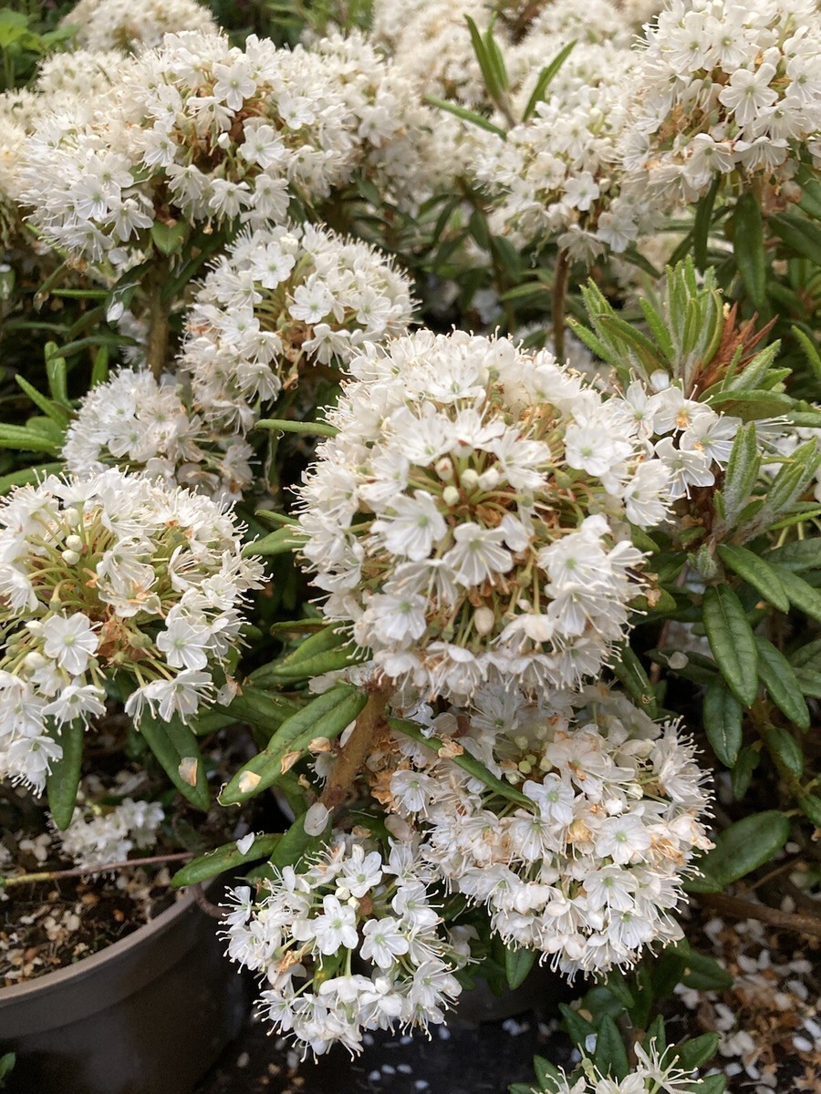brennesseljauche für thuja GreenPanda - 100% biologisch - Brennnesseljauche/Brennnessel Sud
