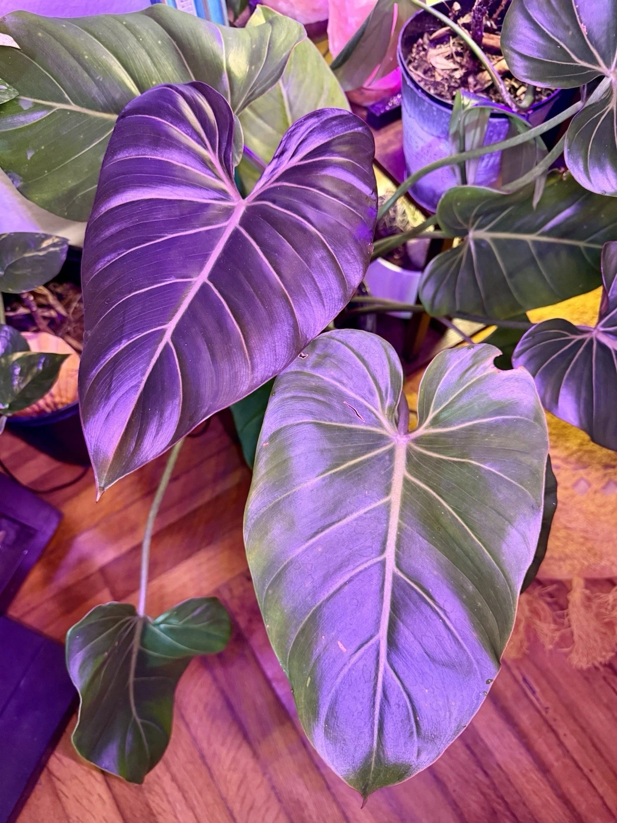 Philodendron gloriosum