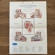 Poster: Anatomie des Fußgelenks (oberes Sprunggelenk) - anatomische Tafel DIN A3