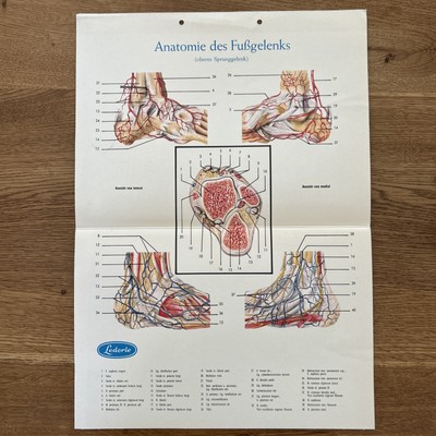 Poster: Anatomie des Fußgelenks (oberes Sprunggelenk) - anatomische Tafel DIN A3