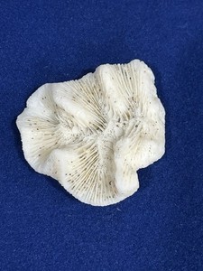 Natural White Caribbean Mushroom Coral - 2+" by 2+ "