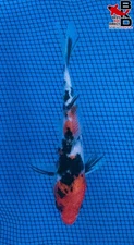 5" SANKE Live Koi Fish Garden Pond 11/8