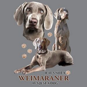 Weimaraner Size Chart