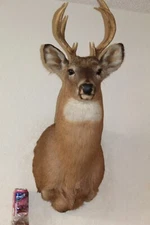 Whitetail Deer Head Shoulder Mount Taxidermy Cape Shed Antler Hunt Mule Rack