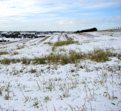Foto 6x4 Hasenspuren im Schnee Arminghall nach den letzten Schneefällen und c2010