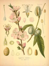 Vintage Almond Poster, Almond Tree Botanical Print Scientific Identification Art