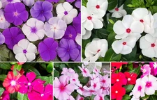 150 Pcs Mixed Vinca Periwinkle Seeds Dwarf Rosea Ground Cover Flowers