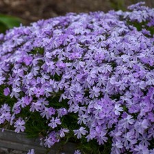 100+ Blue Emerald Creeping Phlox Seeds for Garden - USA - FREE SHIPPING!