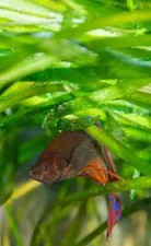 6 Vallisneria Jungle Val plants Fresh Live Aquarium Plants